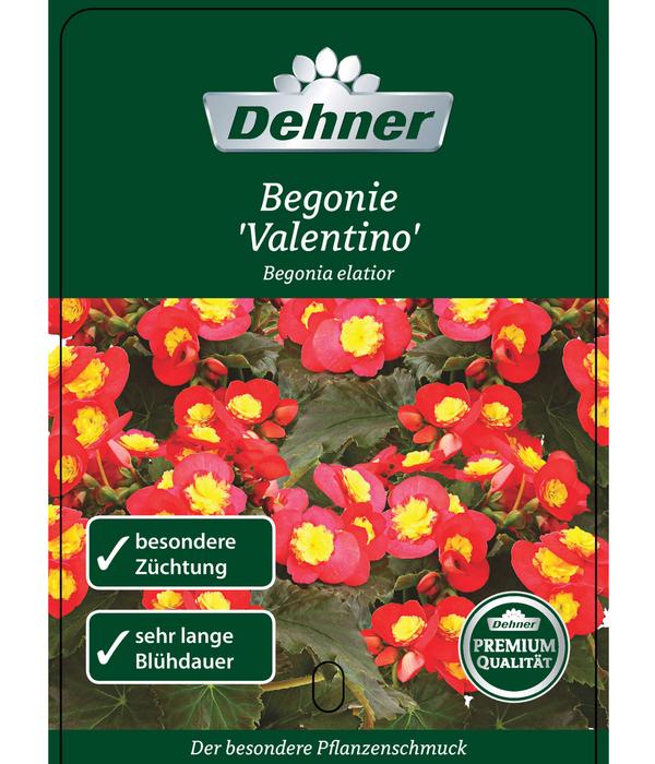 Begonie - Begonia 'Valentino'