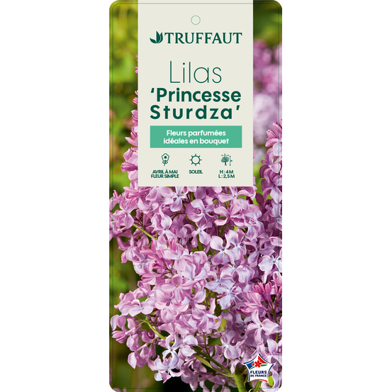 Syringa 'Princesse Sturdza':pot 10L