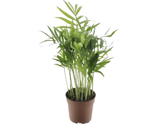 Bergpalm FloraSelf Chamaedorea H 20-30 cm Ø 7 cm pot