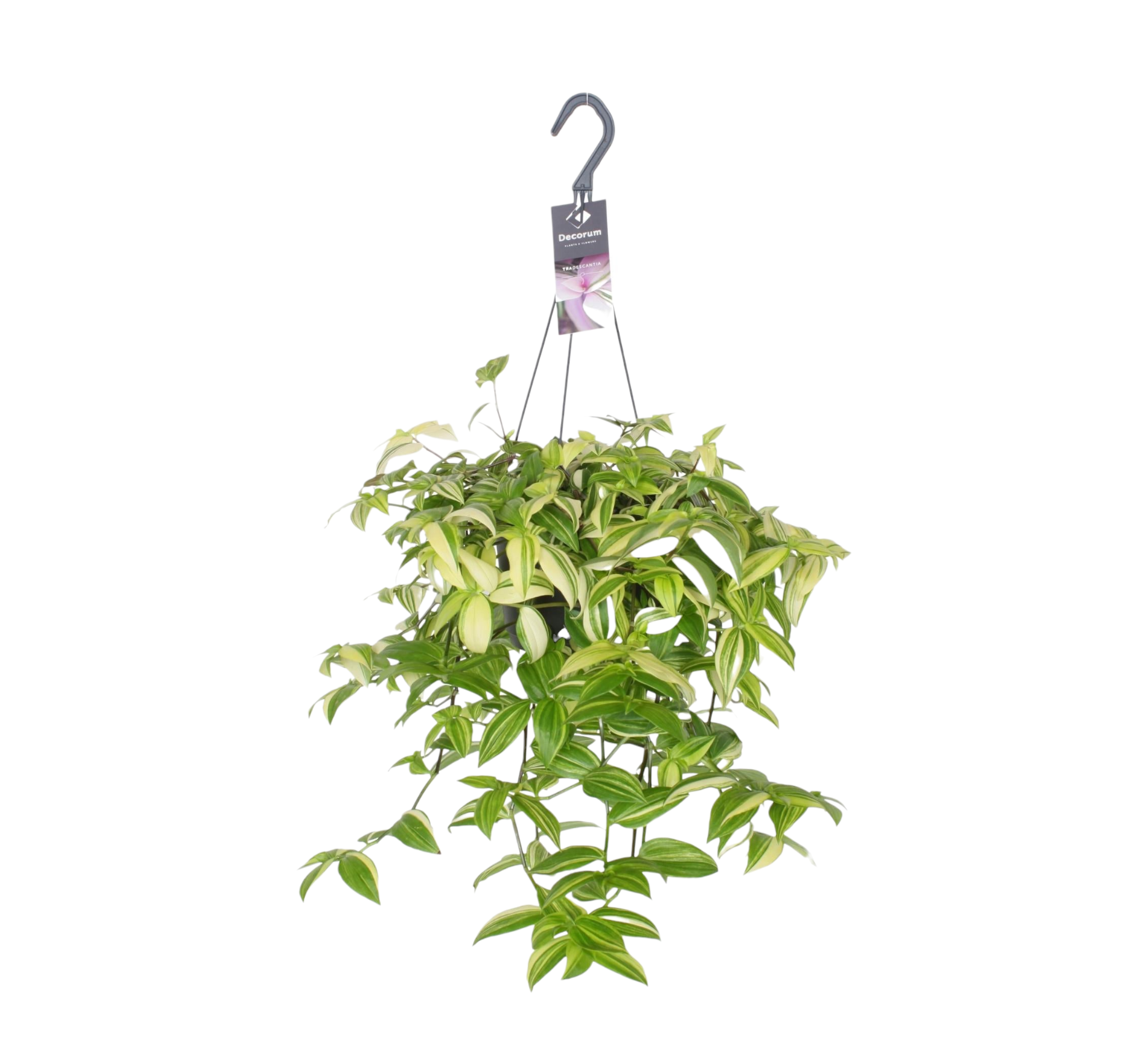 Plante d'intérieur - misère tradescantia yellow hill 40.0cm