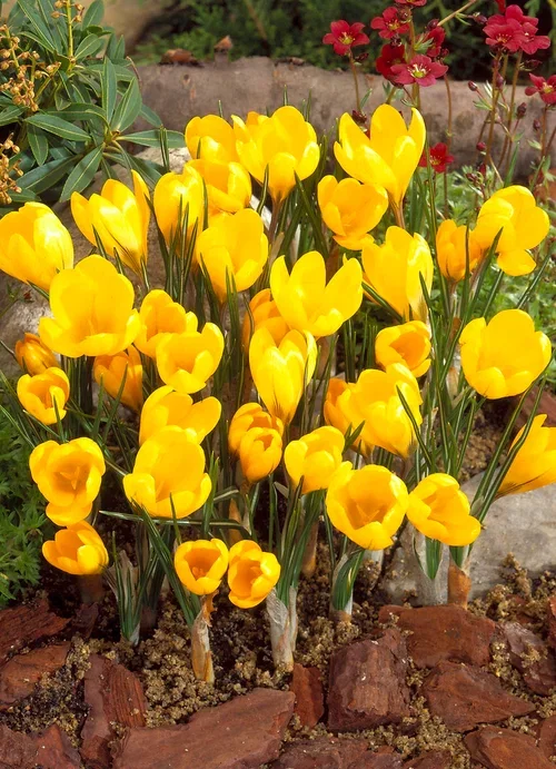 Crocus vernus Krokus
