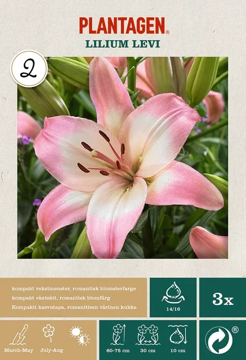Plantagen Lilje Lilium Asiatic ‘Lollypop’ 3 pk
