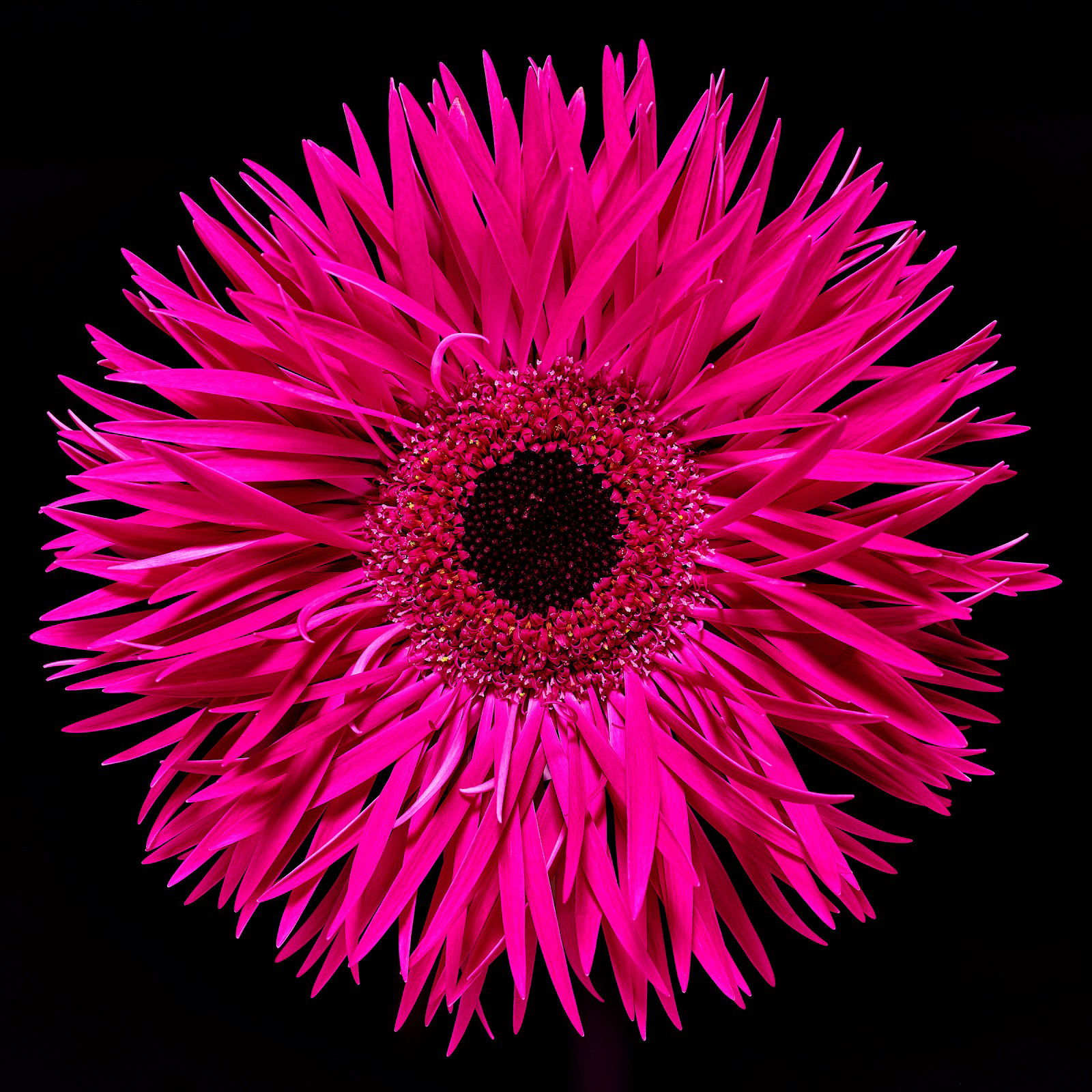 Blossom III by Heiko Hellwig - Petites - Small Open Edition.