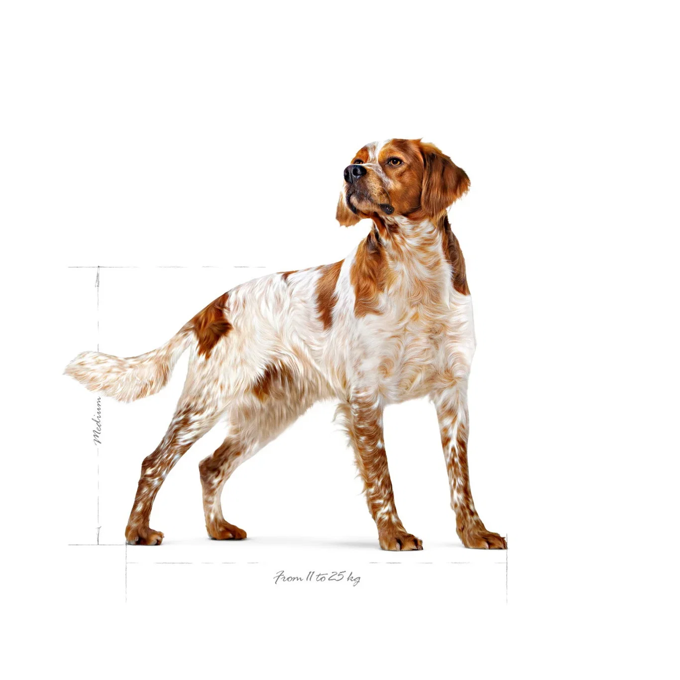 Royal Canin Royal Canin Medium Adult 15 kg