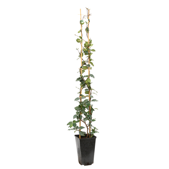 Trachelospermum 'Winter Ruby'®:pot 3L