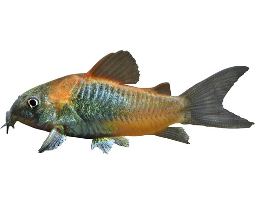Vis Oranje Venezuela Corydoras meerval - Corydoras venezuelanus oranje