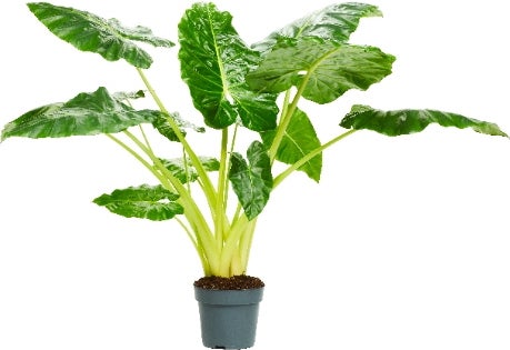 Olifantsoor (Alocasia lutea) D 24 H 110 cm