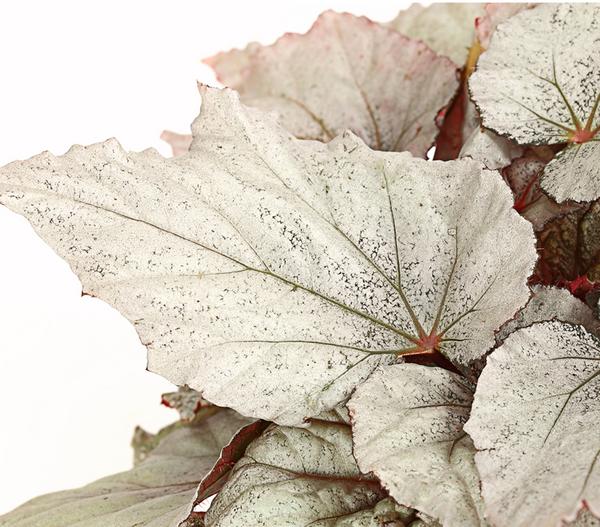 Blattbegonie - Begonia rex-Hybride,