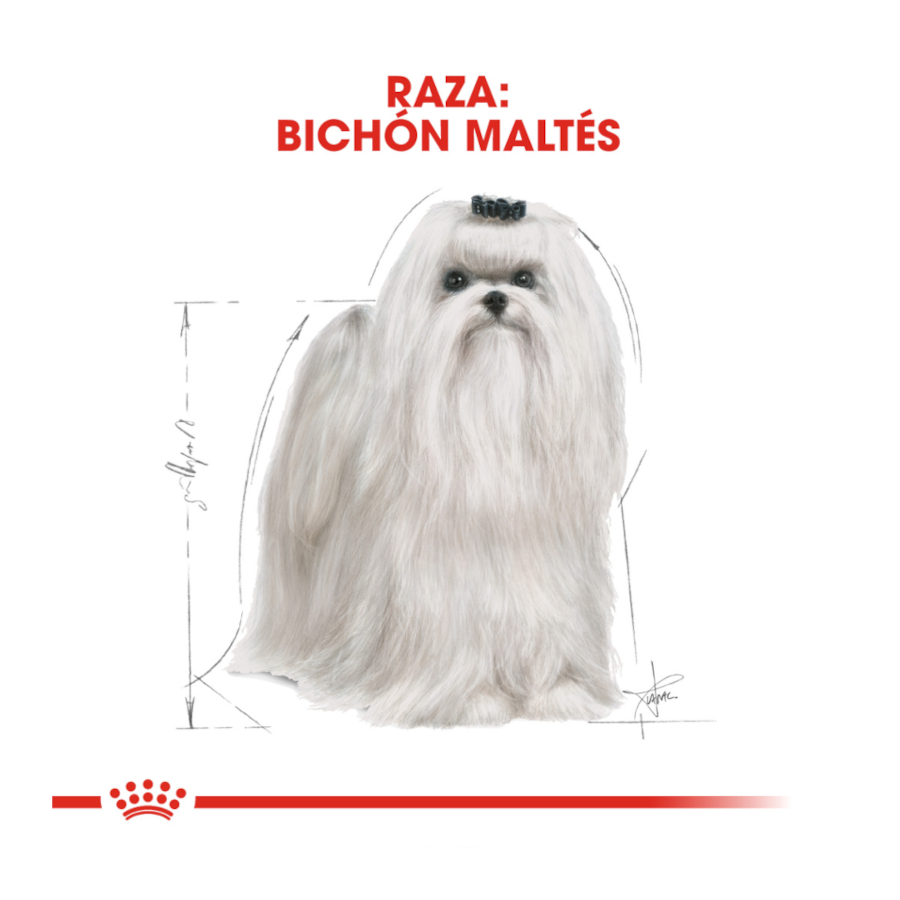 Ração Royal Canin Adult Bichon Maltese para cães