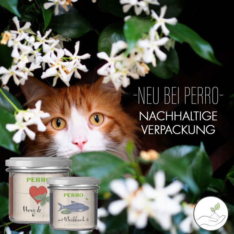 PERRO Geniesser Glas Katze SET Weißfisch mit Grünlippmuschel