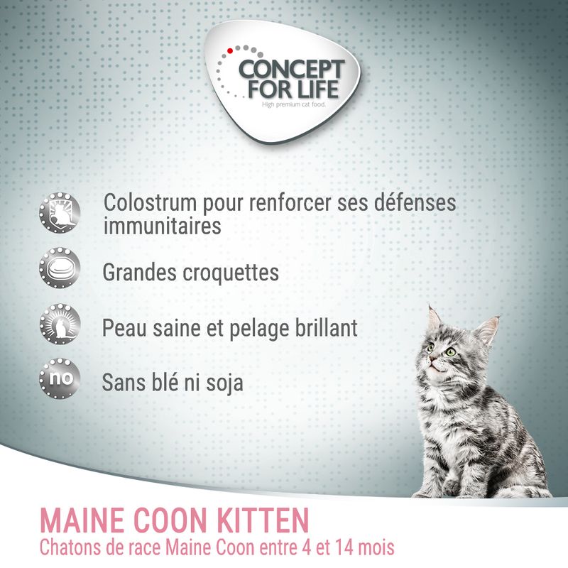 Concept for Life Maine Coon Kitten pour chaton
