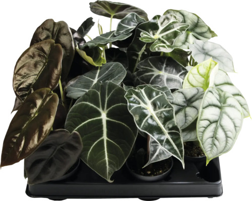 Alocasia Mix FloraSelf Ø 6 cm pot, willekeurige variëteitselectie