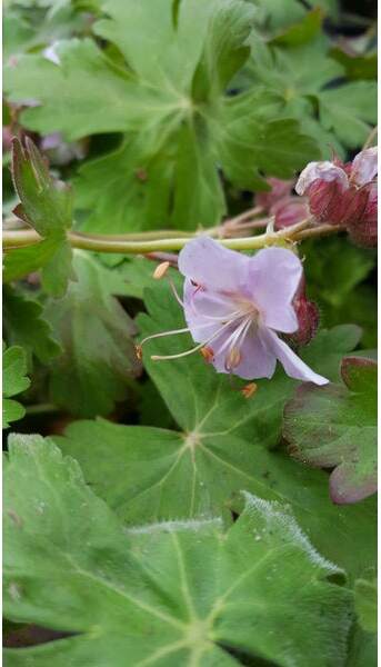 Ooievaarsbek (Geranium macrorrhizum 'Ingwersen's Variety') D 9 H 10 cm