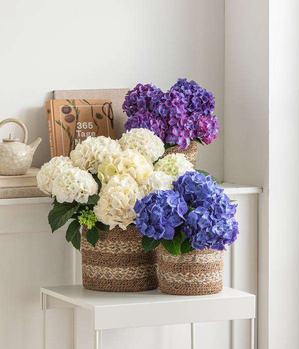 Hortensie - Hydrangea macrophylla