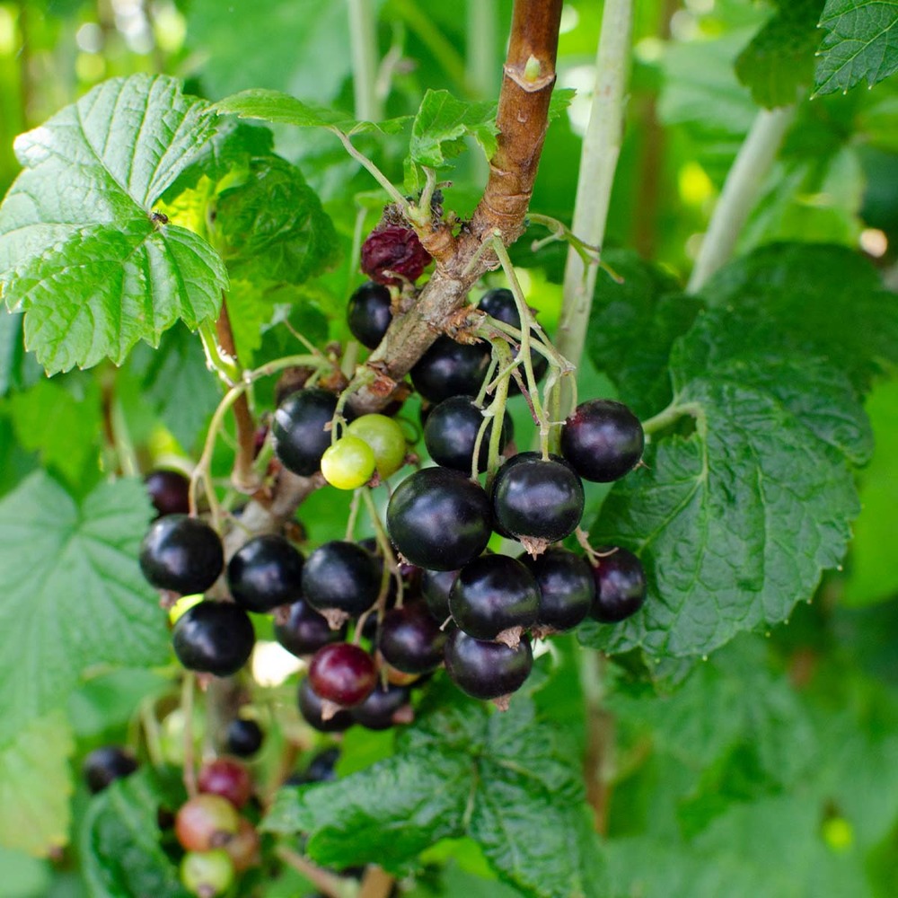 Ribes nigrum `black marble' – groseille – arbre fruitier – facile d'entretien - ⌀19 cm - ↕45-55 cm