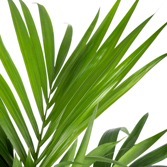 Palmier, Kentia Howea Forsteriana - Pot D24cm