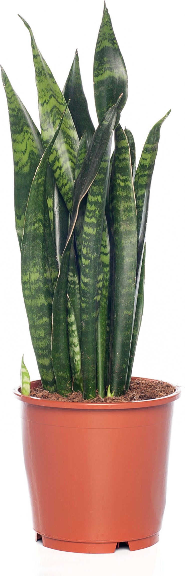 Vrouwentong (Sansevieria zeylanica) D 12 H 40 cm