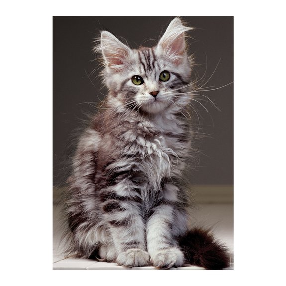 Puzzle 1000 Pièces Nathan - Le chaton Maine Coon