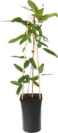 Groenblijvende Bosrank (Clematis armandii) D 16 H 75 cm