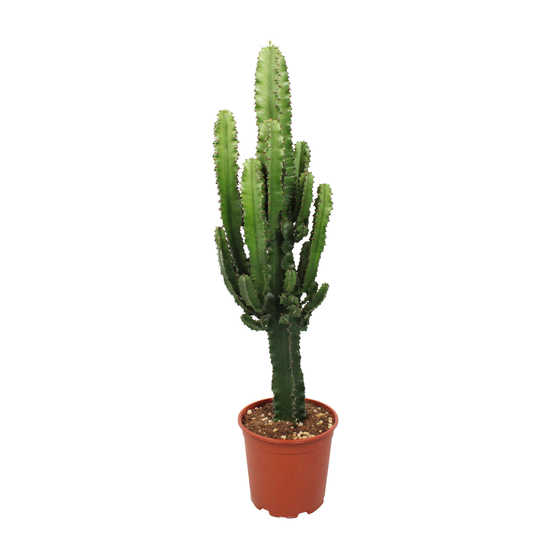 Euphorbia eritrea ramifié - pot D21cm