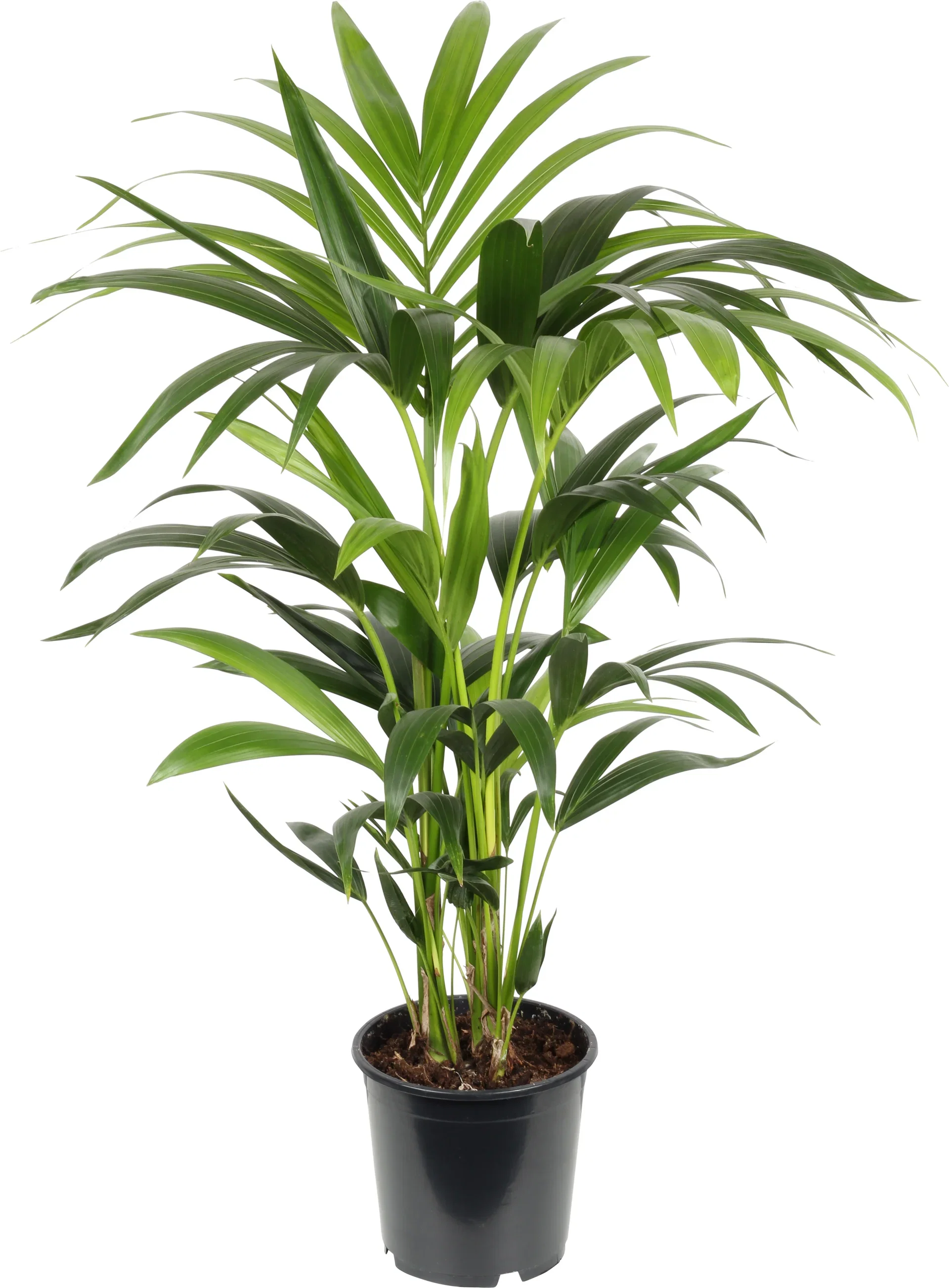 Howea forsteriana Kentiapalme Høyde 110 cm
