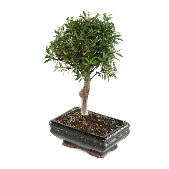 Bonsaï Myrte:4-5 ans