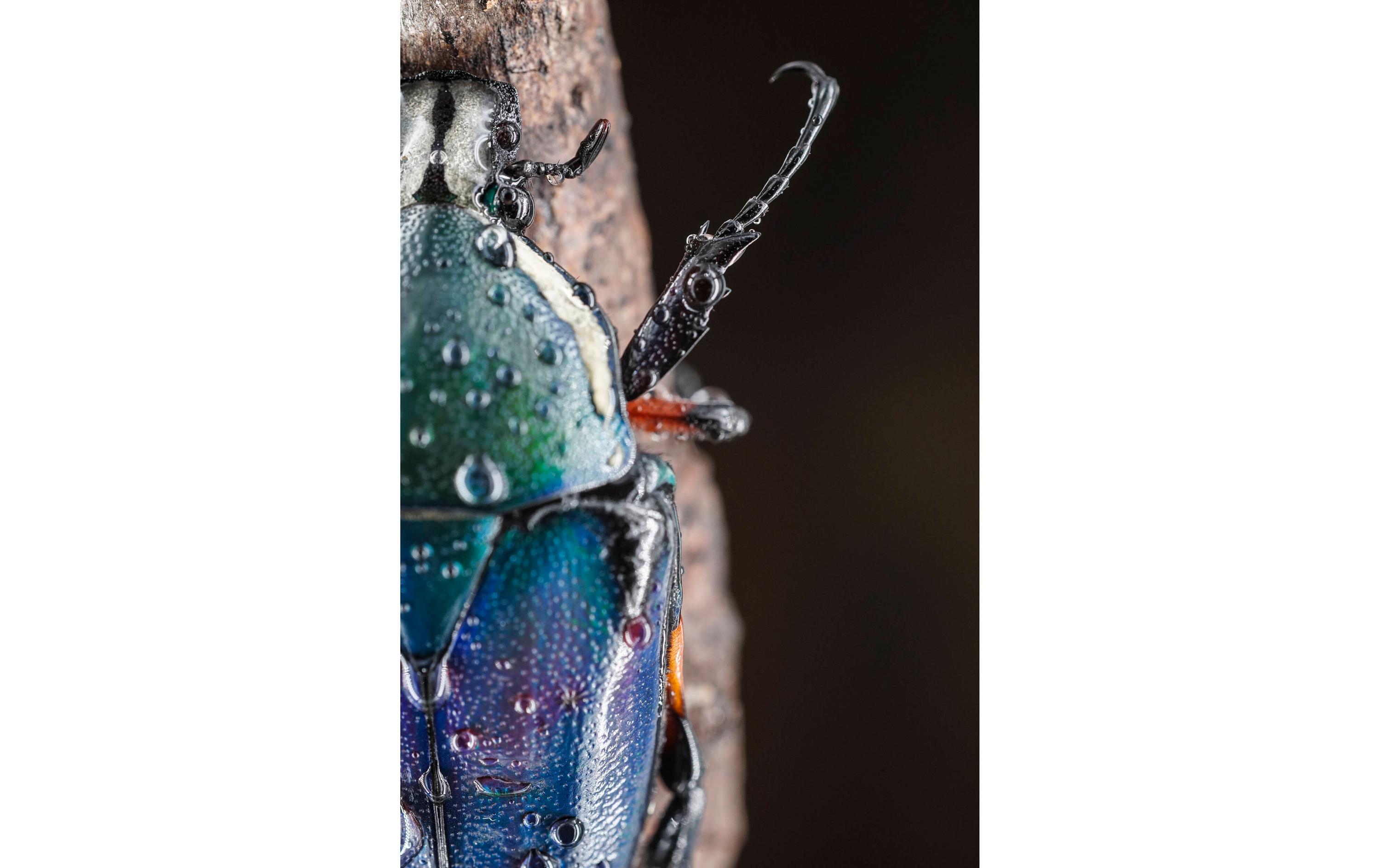 Festbrennweite 60mm F/2.8 Mark II – MFT<br>Festbrennweite mit brillanter Optik und robuster Verarbeitungsqualität