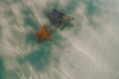 Swim Essentials Dykkeleker 3-Pakk, Bubbles Sea Stars