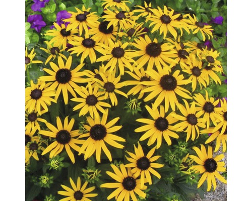Zonnehoed Mix FloraSelf Rudbeckia x Hybride H 30-40 cm Co 5 L diverse soorten