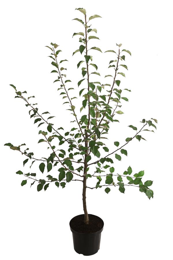 Winterapfel 'Florina'