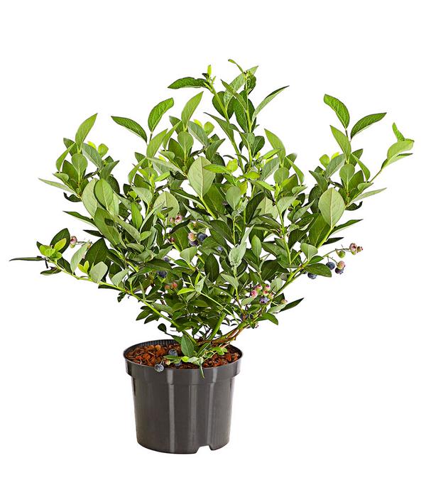 Dehner Gourmet Garten Heidelbeere 'Spartan'