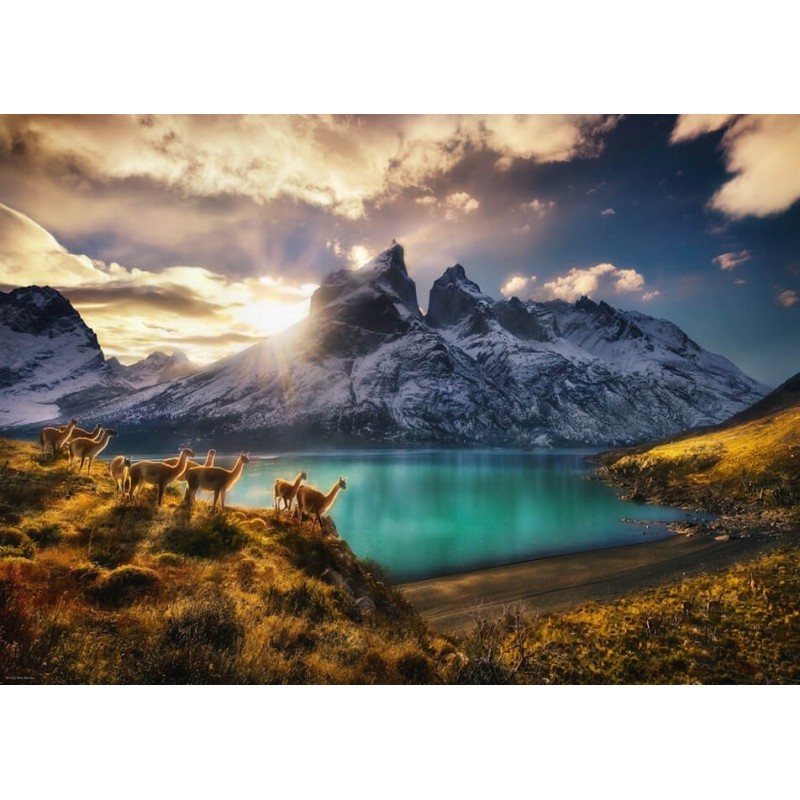 Puzzle 1000 pièces Guanacos