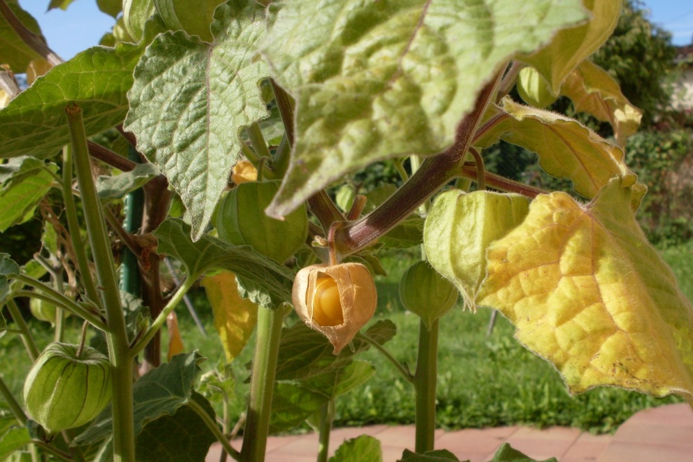 Coqueret du pérou - 100 graines - avec substrat - physalis peruviana