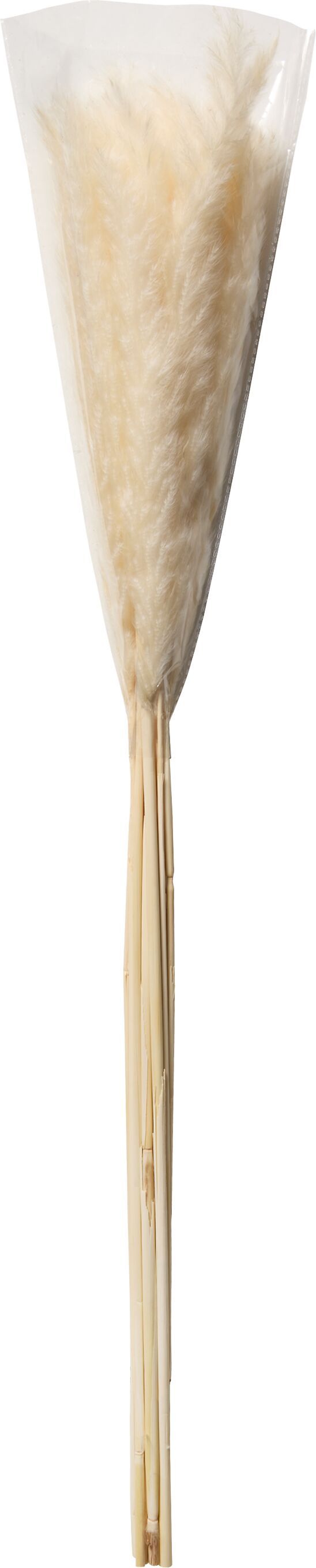 PAMPAS Trockenpflanze - Weiss / H: 100.0 cm