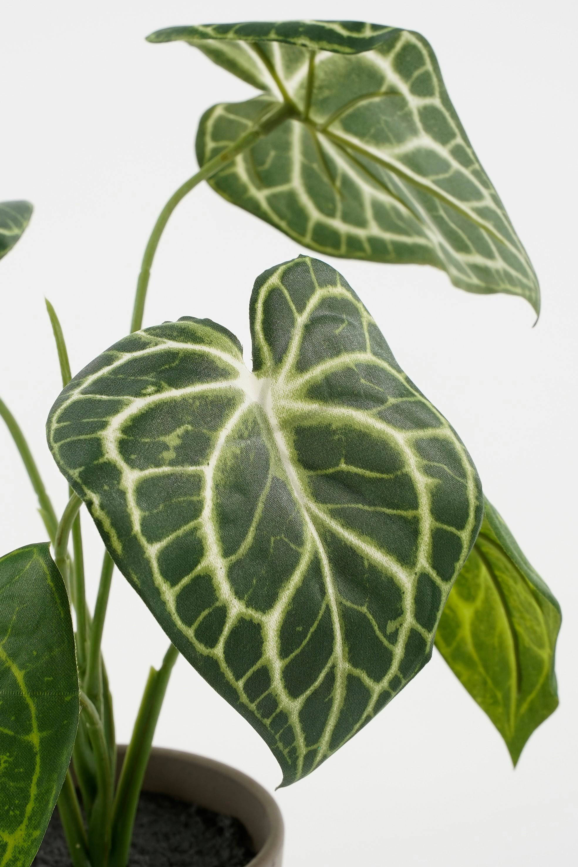 Mica Decorations kunstplant Caladium