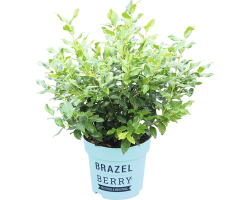 Blueberry BrazelBerry ® 'Perpetua' ® H 20-25 cm Co 4.5 L