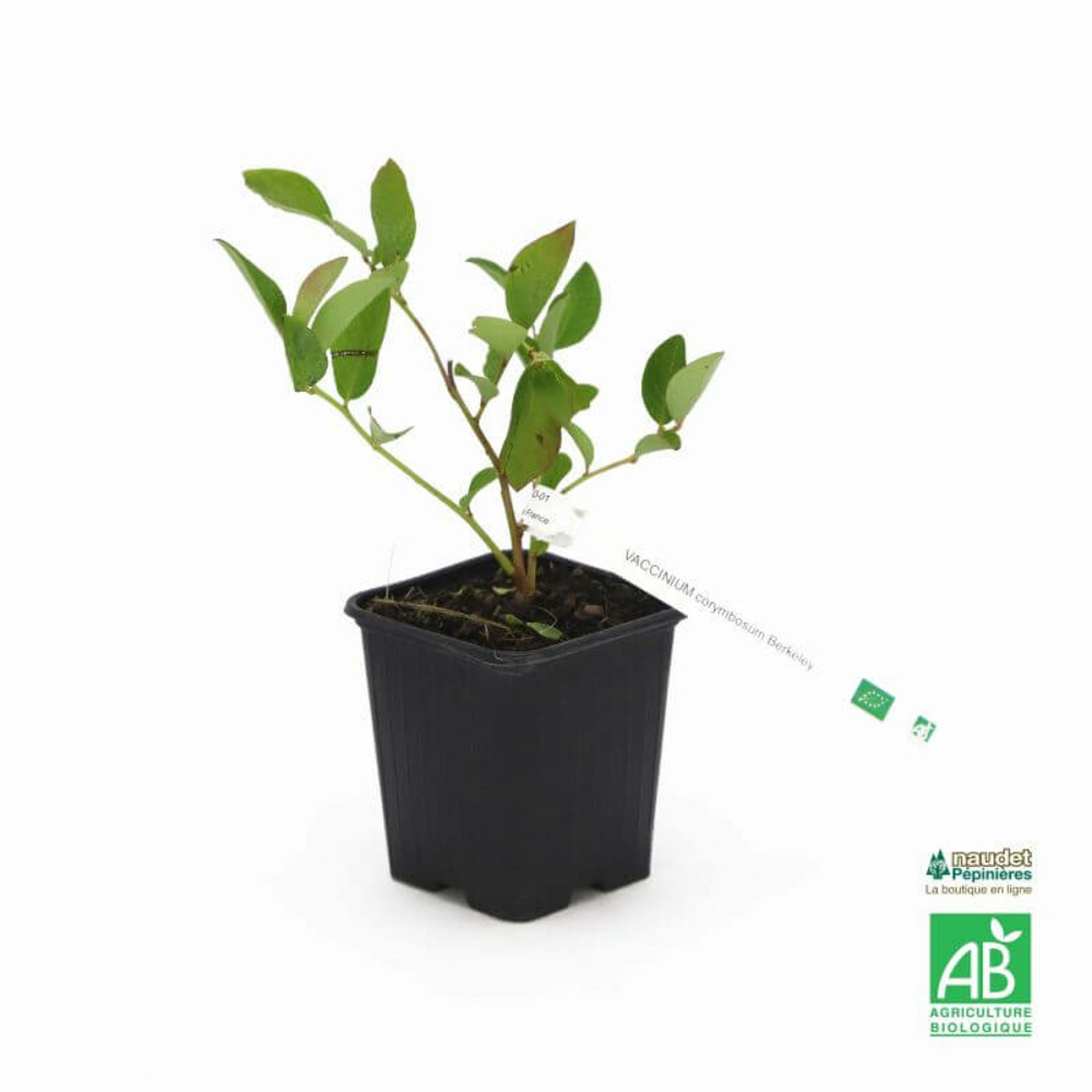 Myrtillier 'berkeley' bio - godet 9cm - taille 20/40cm