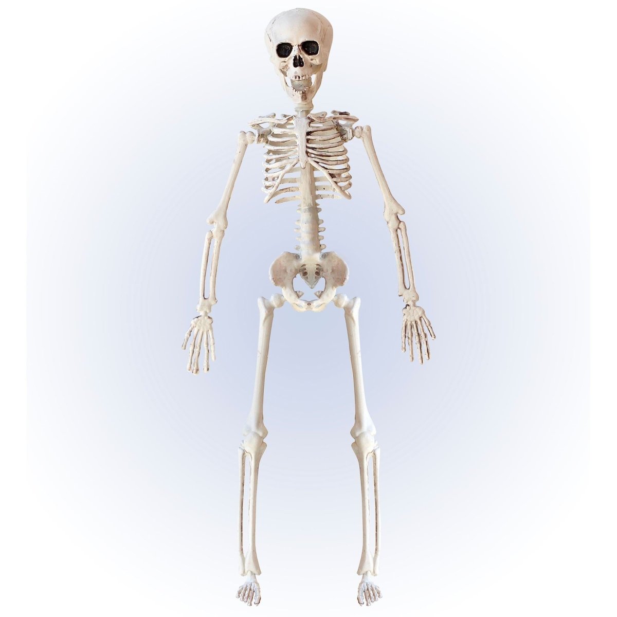 Halloween Skelet Beige 40cm
