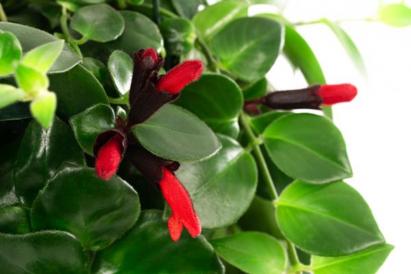 Schamblume - Aeschynanthus 'Pink Polka', Ampel
