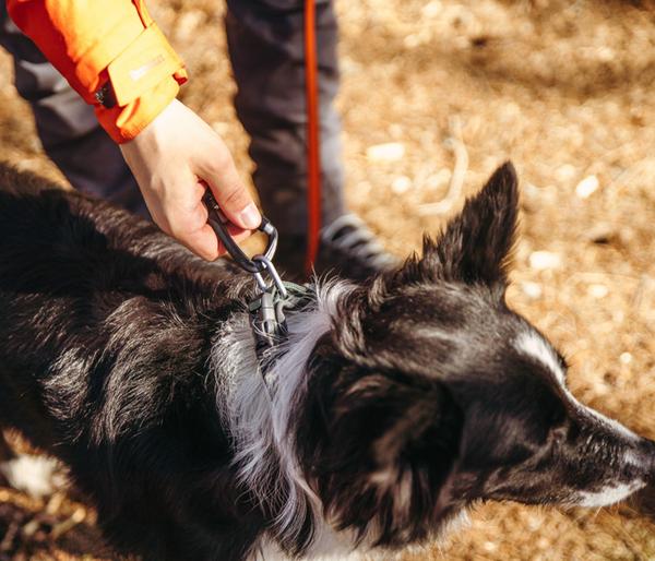 Non-stop dogwear Hundehalsband Roam collar,