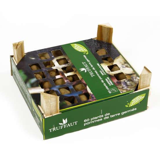 Plants de pommes de terre 'Samba' en clayette x60