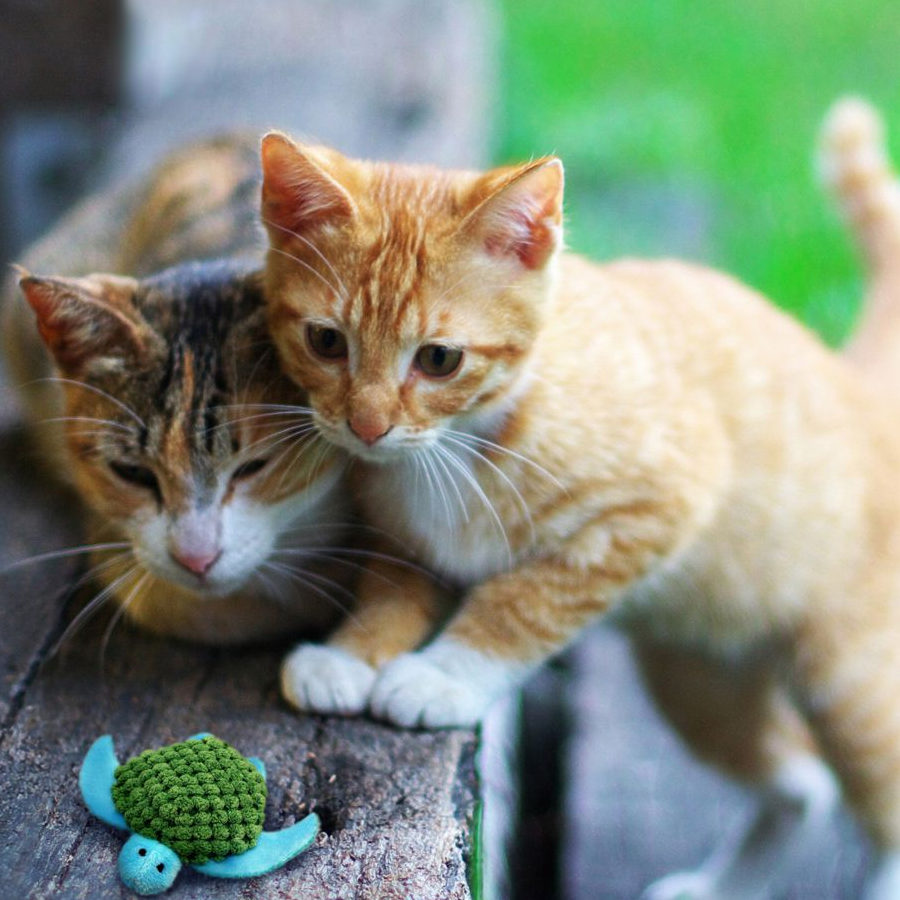 Tartaruga de brinquedo recarregável Kong para gatos