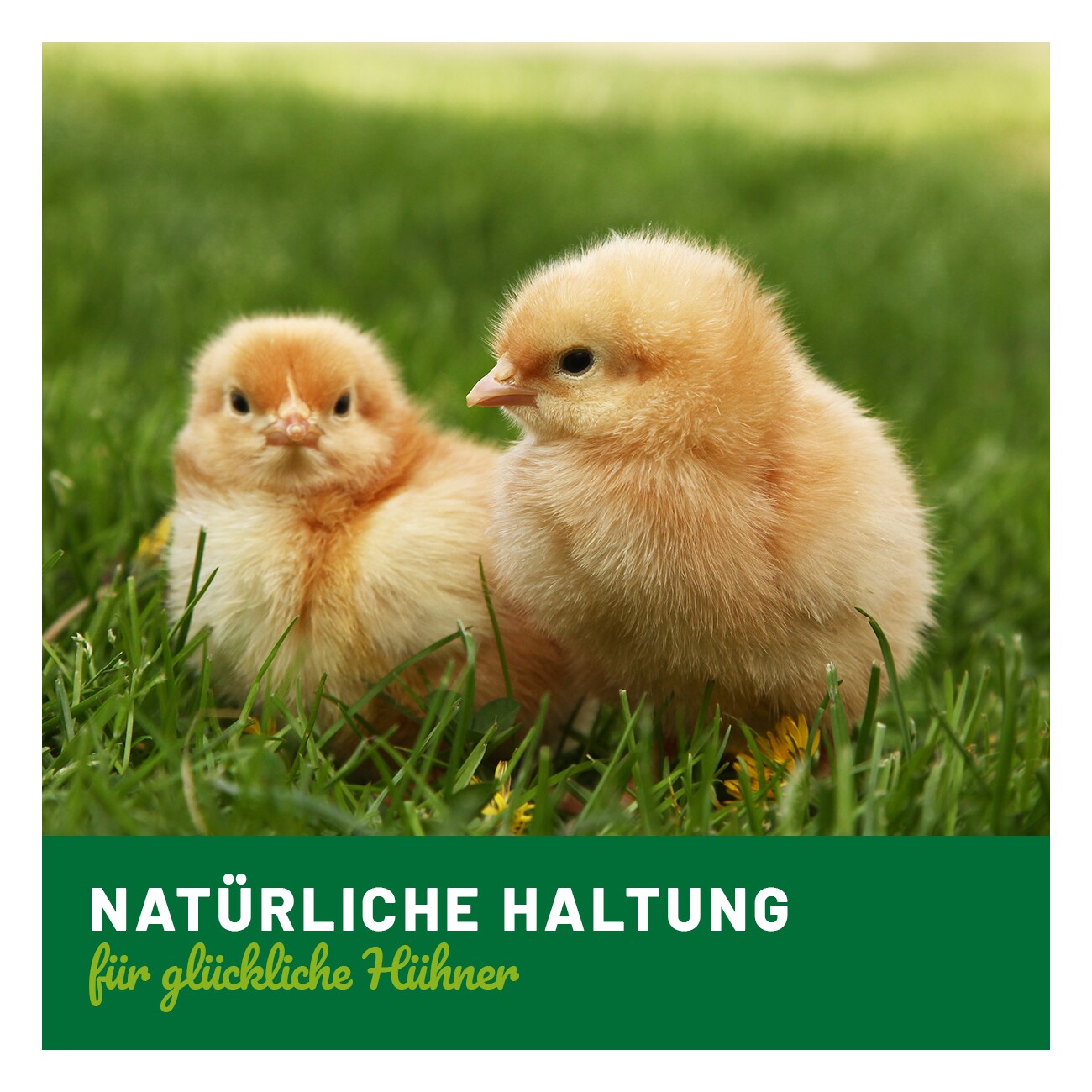 HÜHNER Land Früchte Gemüse mit Kräutern 1kg