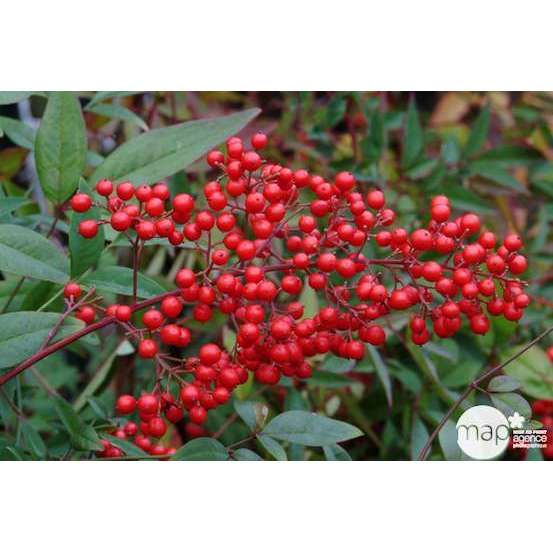 Nandina domestica : H 60/80 cm ctr 10 litres