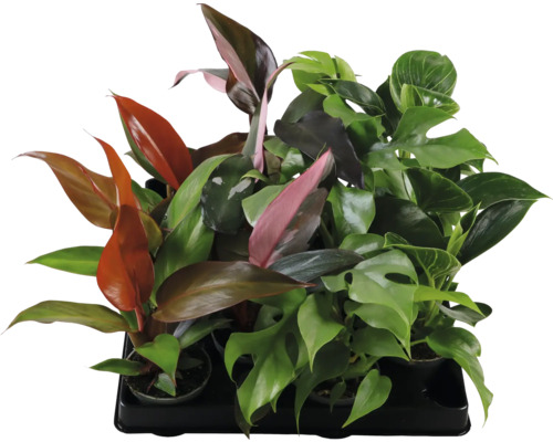 Philodendron Tree Friend Mix FloraSelf Philodendron H ca. 15 cm Ø 6 cm pot