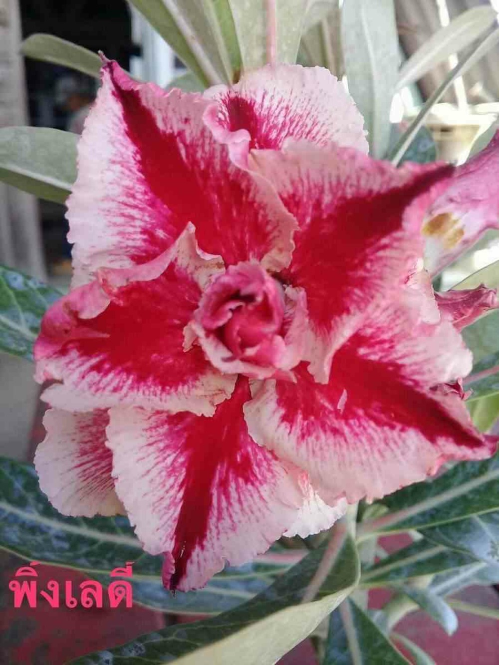 Adenium obesum cv.pink lady rouge - taille caudex d'environ 300g 20/25cm