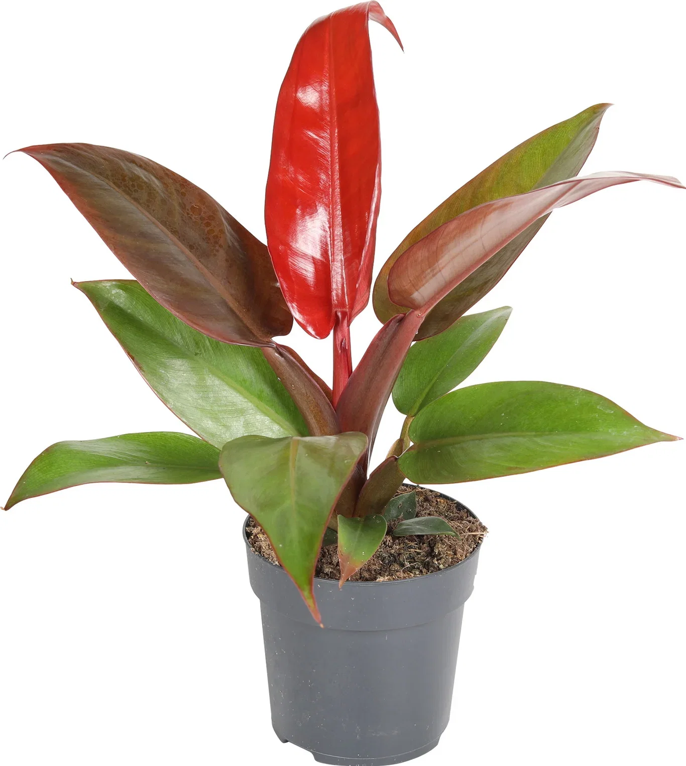 Philodendron 'Red Sun' Philodendron 'Red Sun' Høyde 25 cm