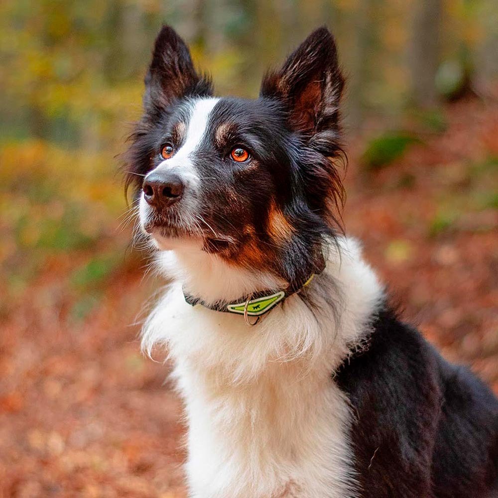 Collier ergonomique pour chiens ergofluo c25/51 avec rembourrage et fermeture à micro-régulation