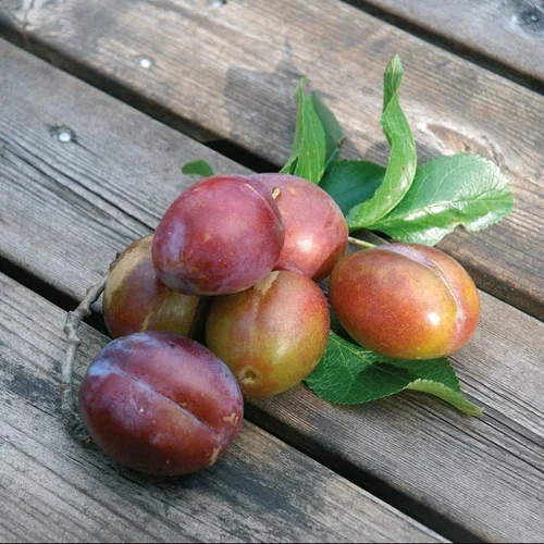 Prunus domestica 'Jubileum' 10L Plomme 'Jubileum' St.Jul.A Høyde 150-200 cm