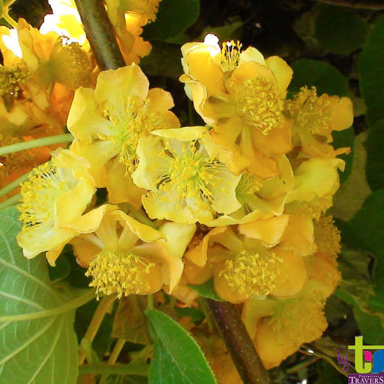 Kiwi chinensis 'Tomuri' mâle bio : pot de 3 litres